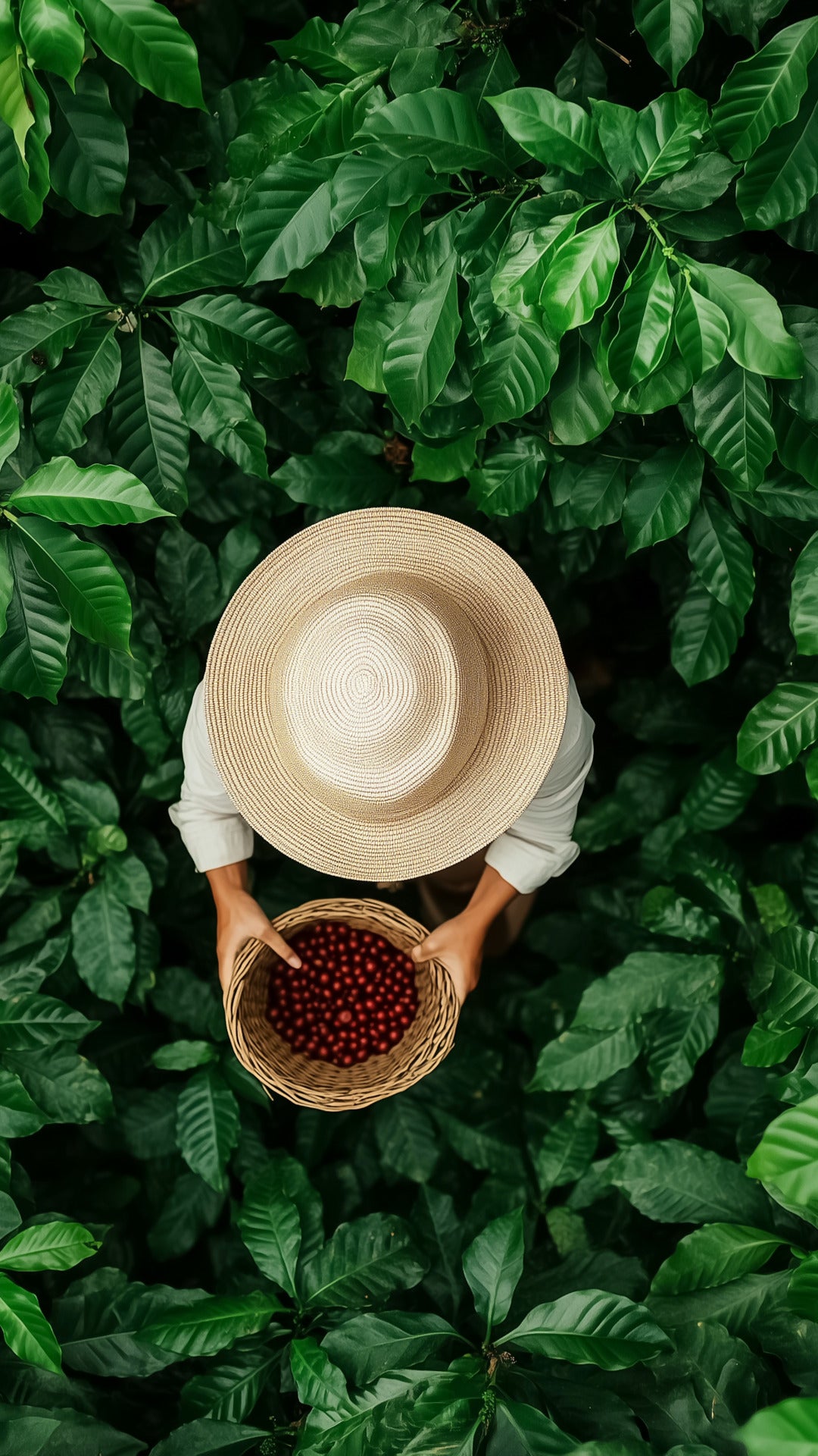 Café Rosco - Torréfacteur artisanal en Corse - café de spécialité - café engagé et responsable - récoltes à la main - café de forêt - agroforesterie