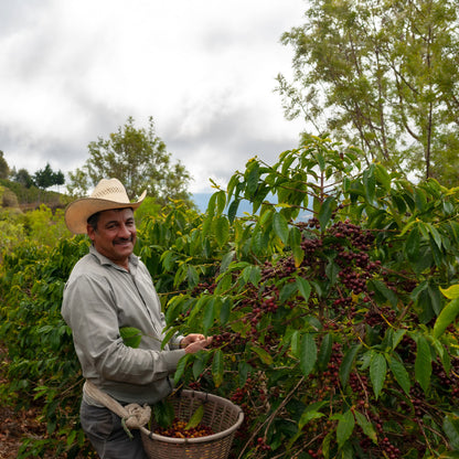 Café Rosco - Torréfacteur de café en Corse - café de spécialité origine Mexique - décaféiné naturel 