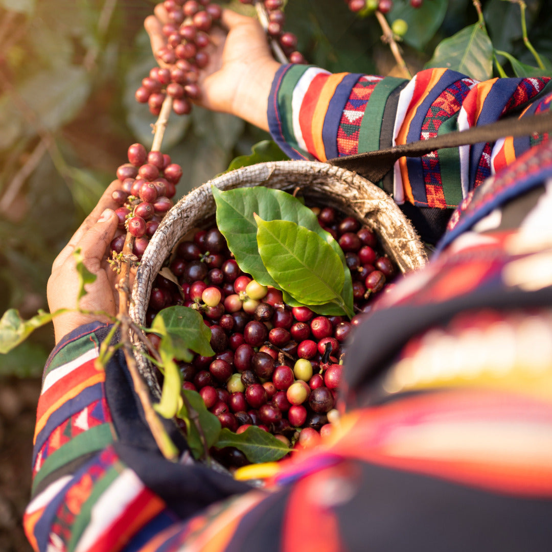 Café Rosco - artisan torréfacteur en Corse - café de spécialité origine Colombie - 100% Arabica