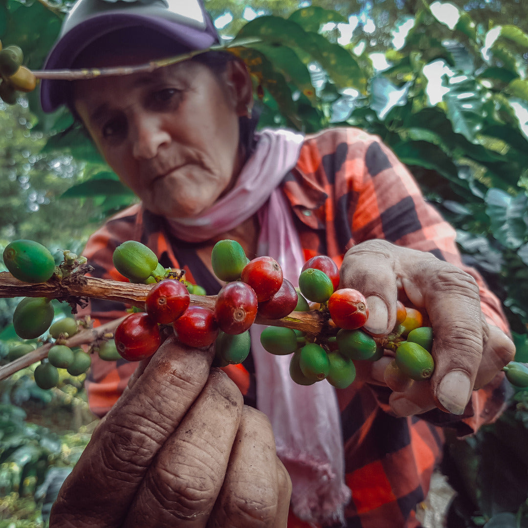 Café Rosco - Torréfacteur de Corse - café de spécialité origine Colombie - 100% Arabica - cueillette manuelle 